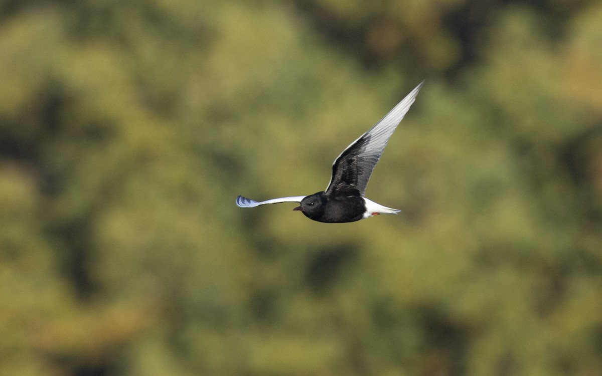 hvitvingesvartterne - ML644363802