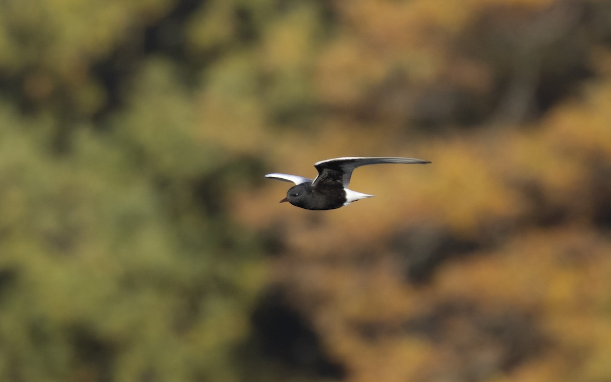 hvitvingesvartterne - ML644363803