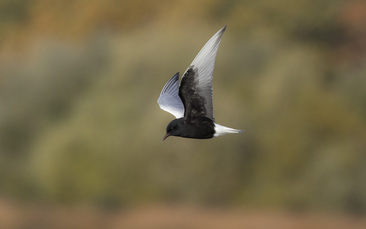 hvitvingesvartterne - ML644363804