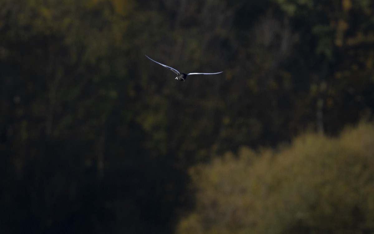 hvitvingesvartterne - ML644363805