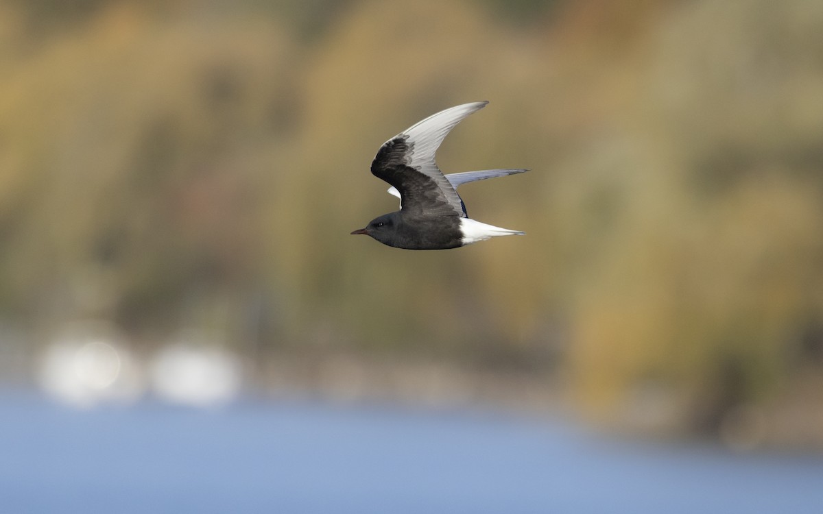 hvitvingesvartterne - ML644363806