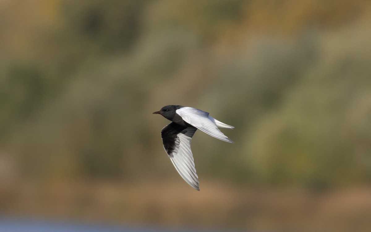 hvitvingesvartterne - ML644363807