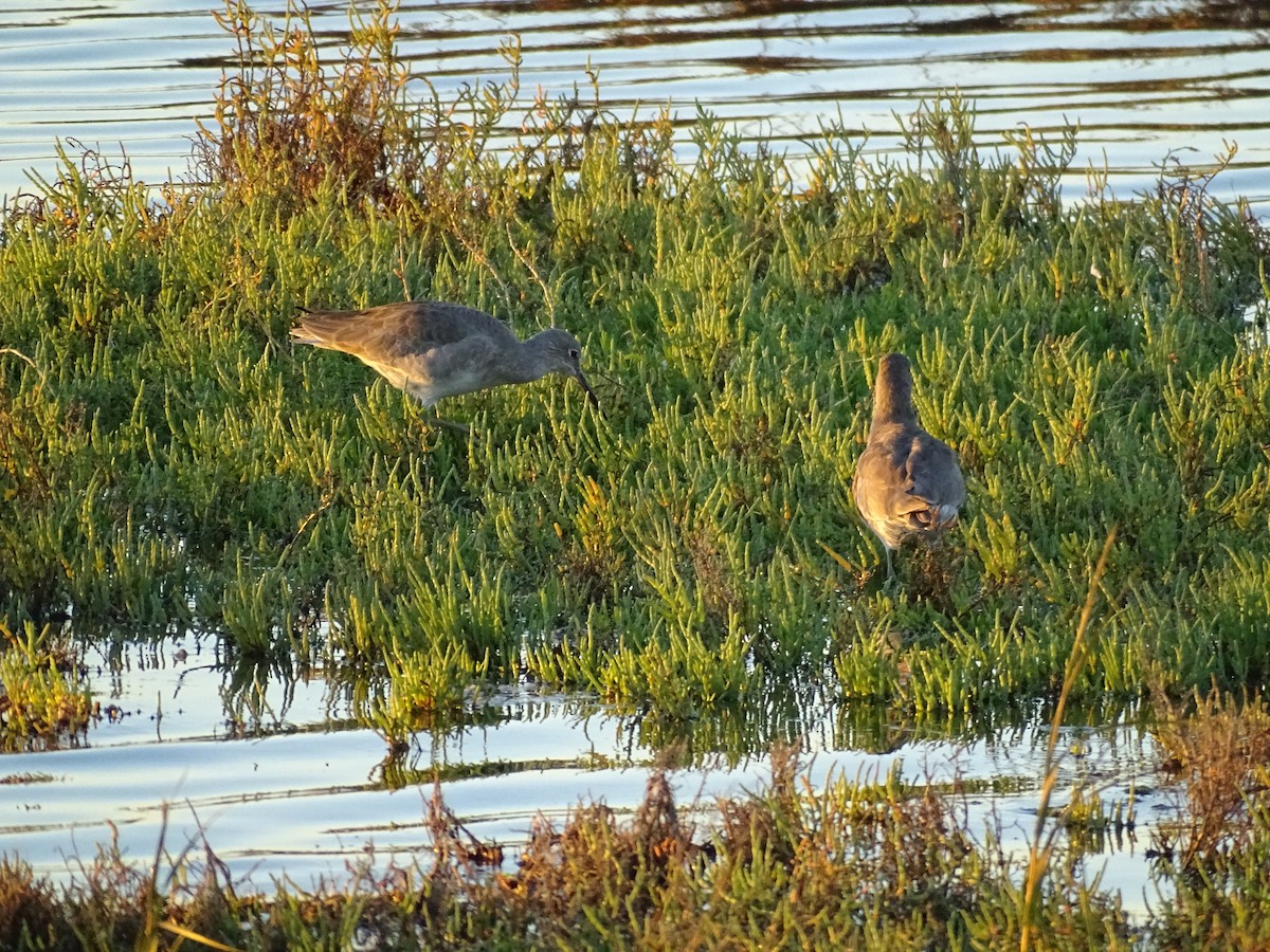 Kuliska erdipalmatua - ML644363827