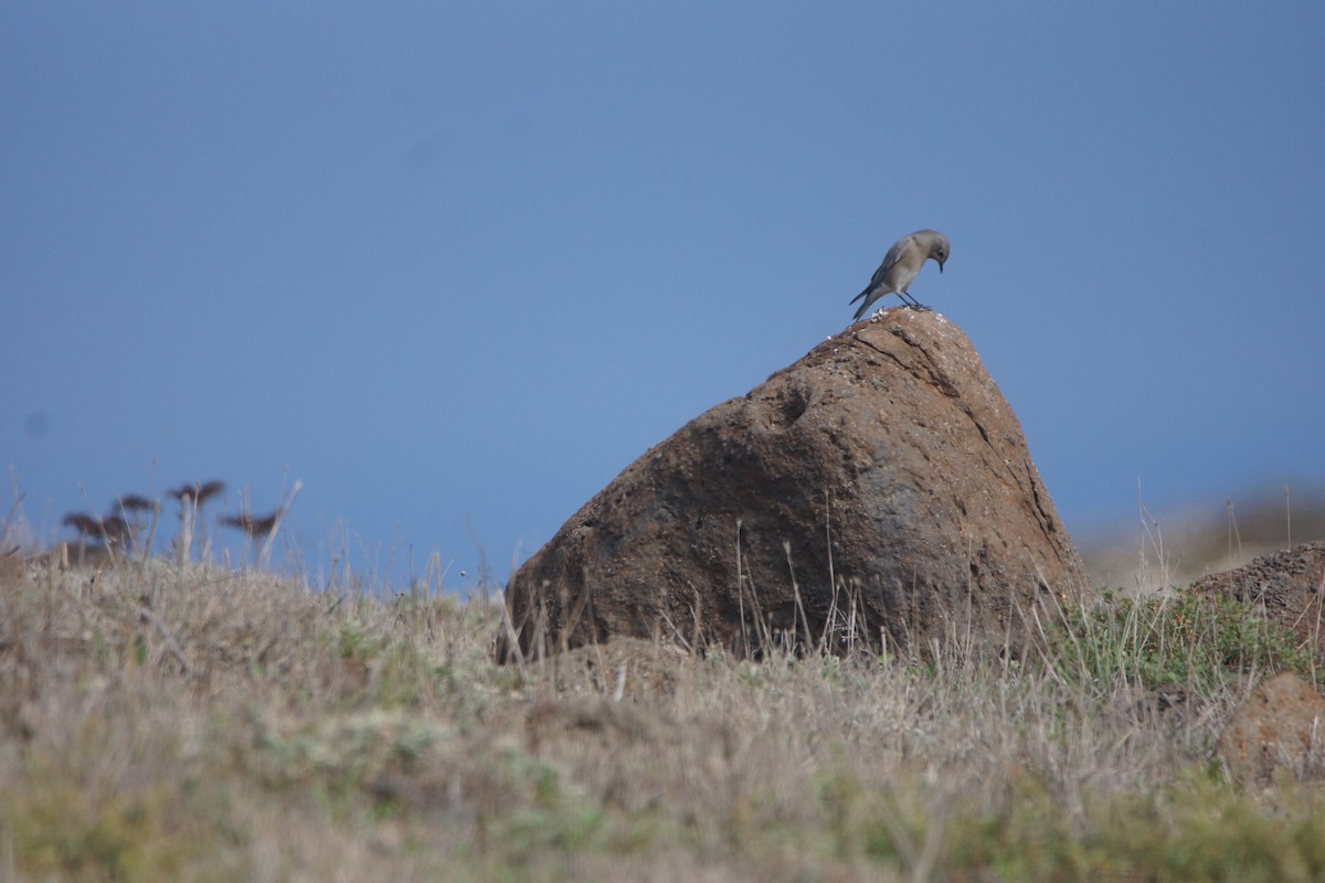 Mountain Bluebird - ML644363833