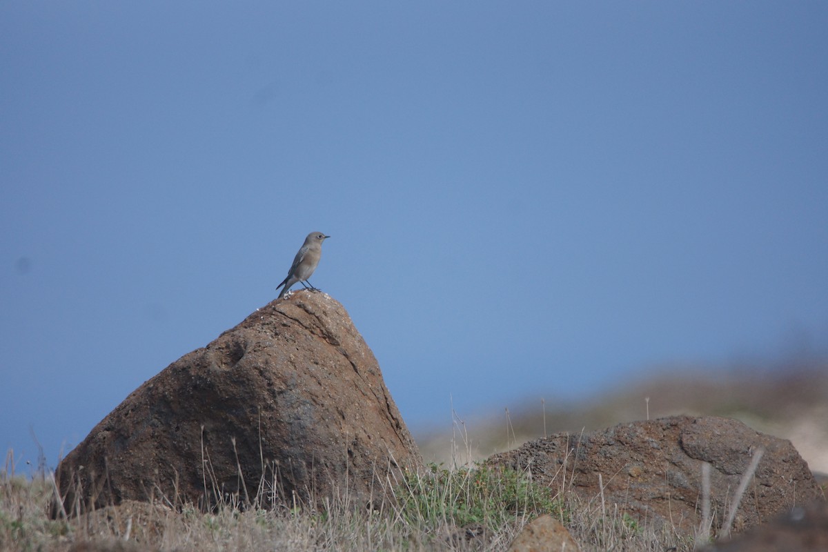 Mountain Bluebird - ML644363834