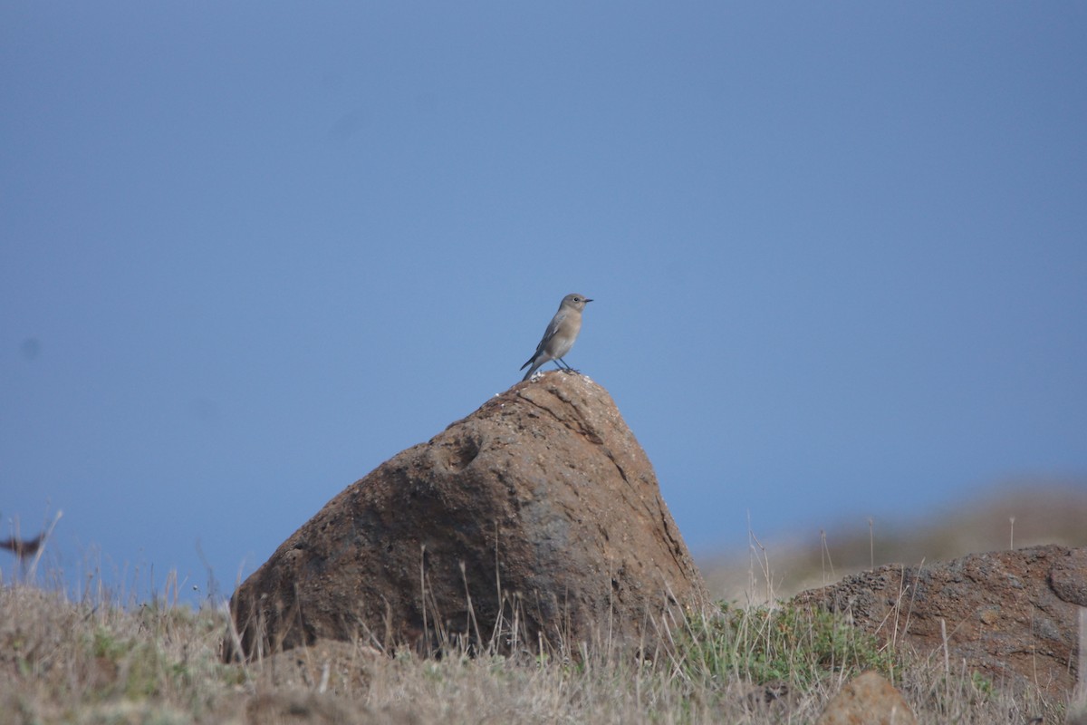 Mountain Bluebird - ML644363835