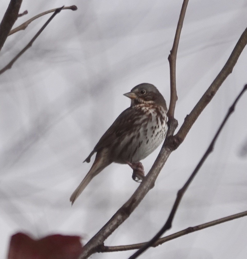 Fox Sparrow - ML644363845