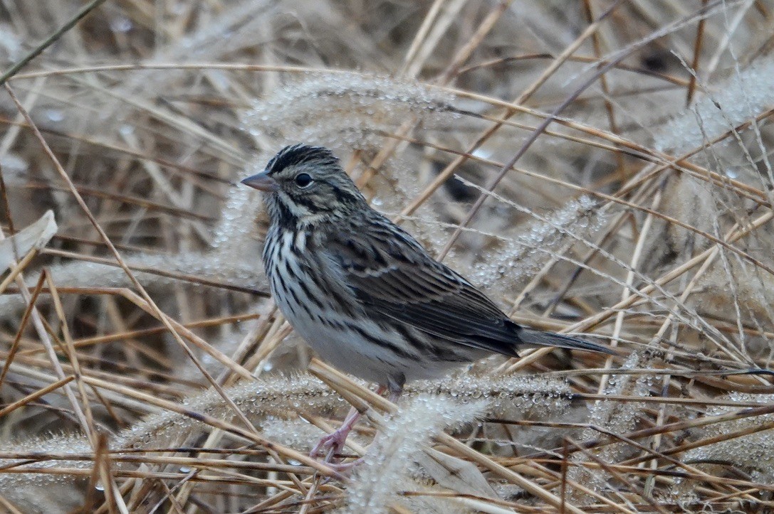 Savannah Sparrow - ML644363846