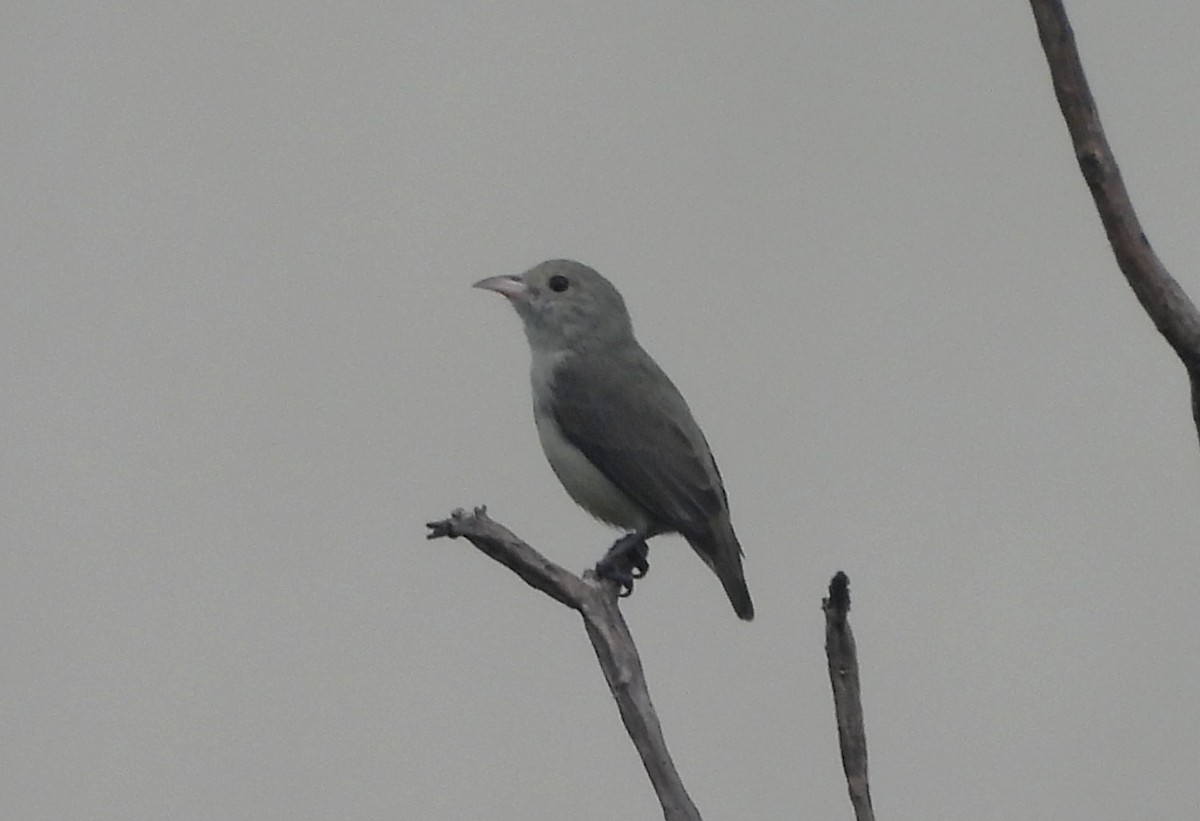 Pale-billed Flowerpecker - ML644363847