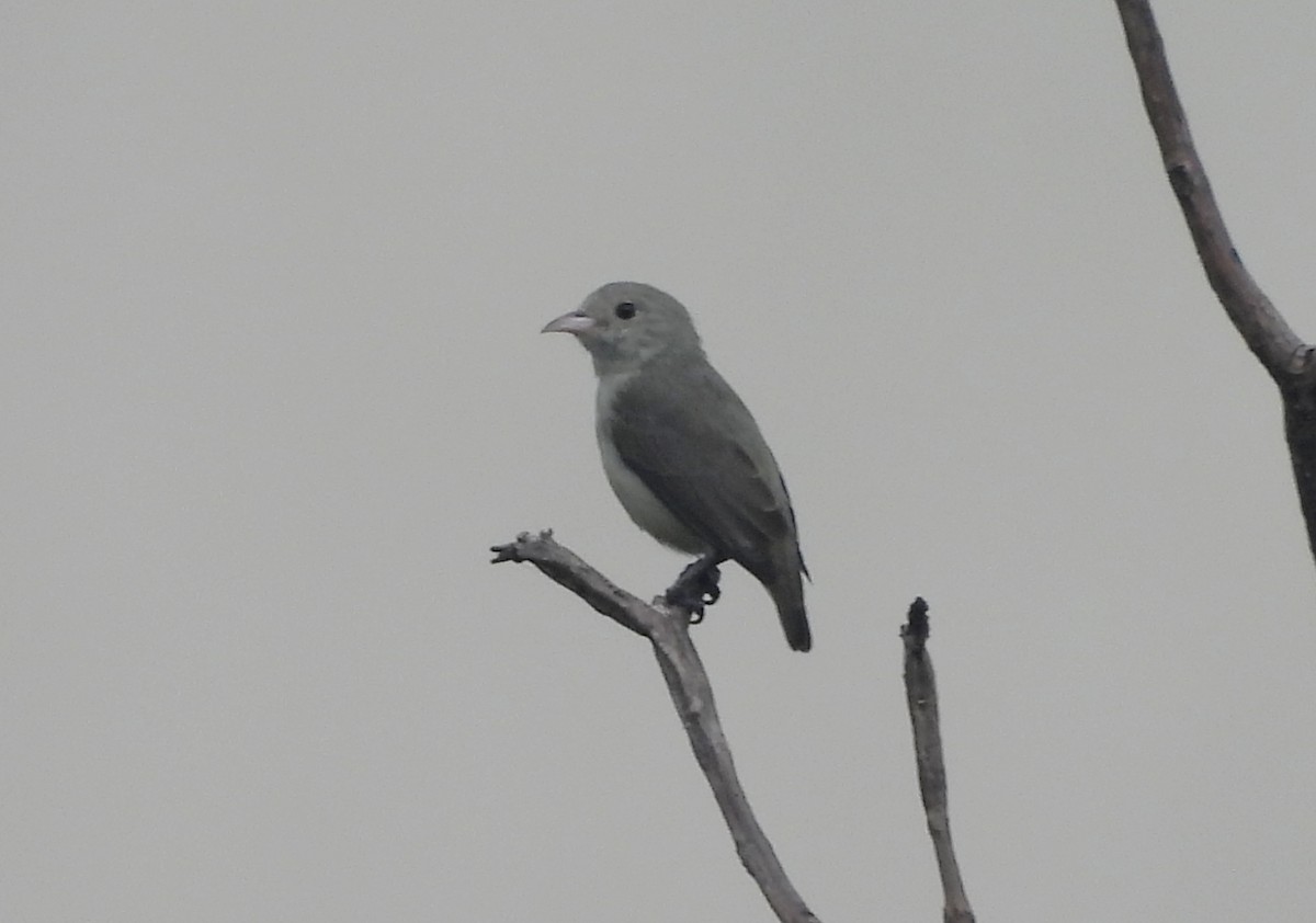 Pale-billed Flowerpecker - ML644363848