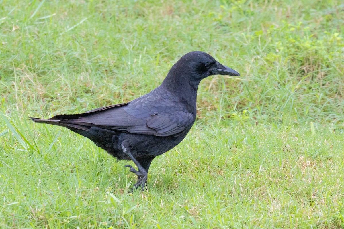 Corneille d'Amérique - ML644363852