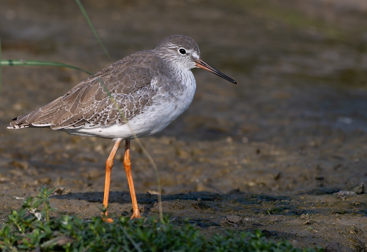 Common Redshank - ML644363853