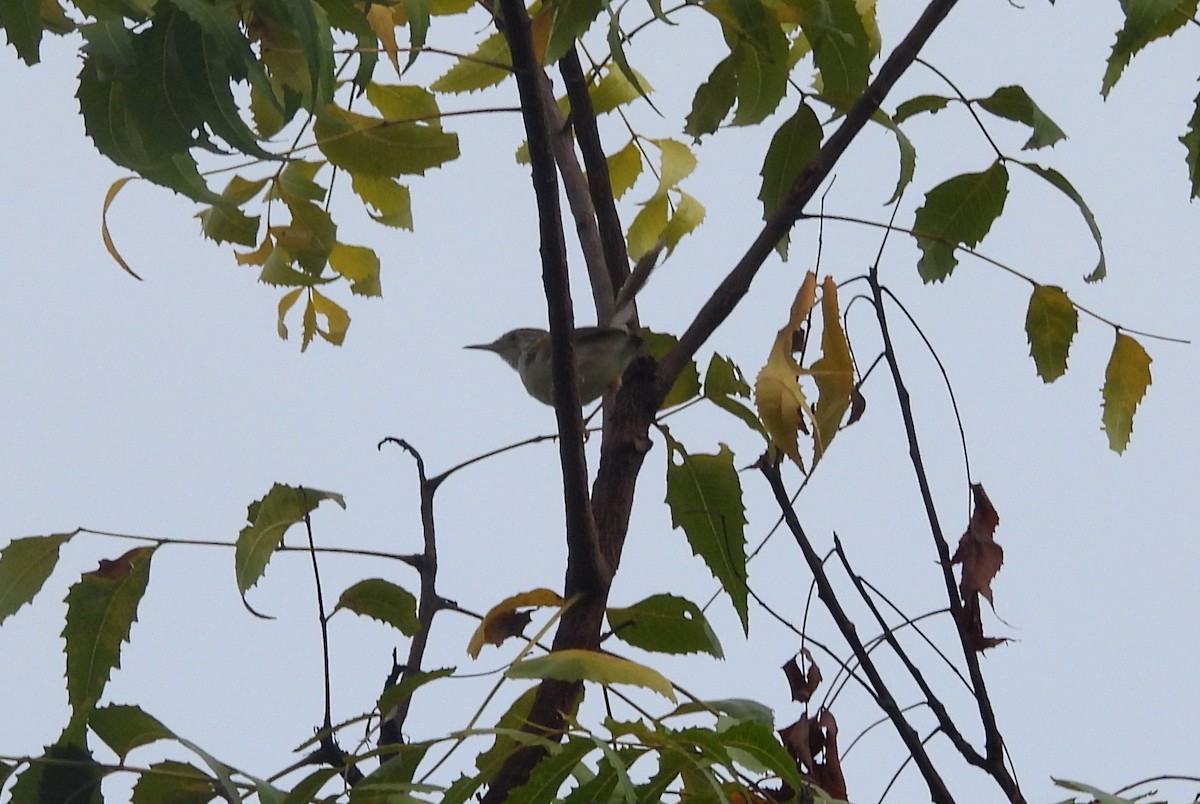 langstjertskredderfugl - ML644363854