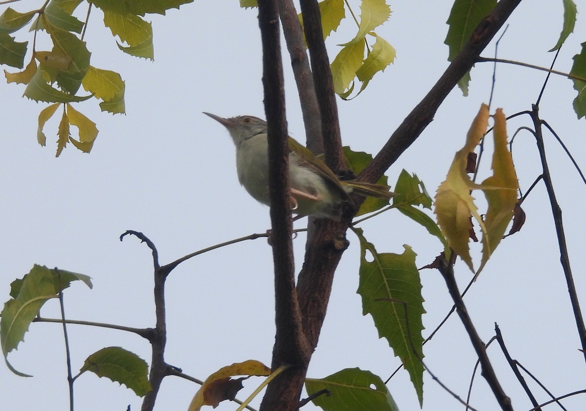 langstjertskredderfugl - ML644363855