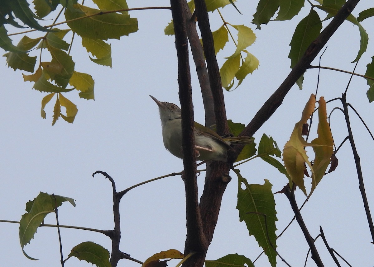 langstjertskredderfugl - ML644363856