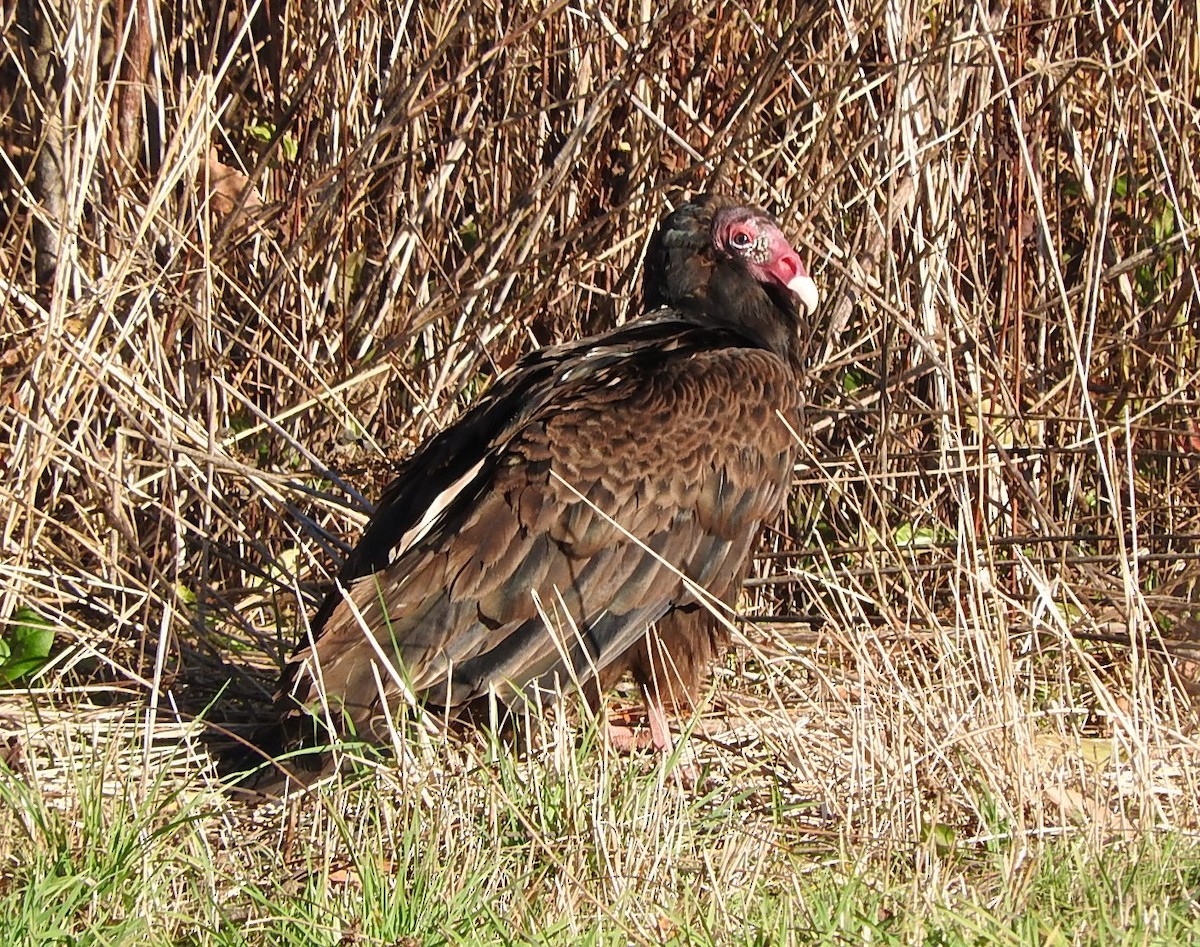 Turkey Vulture - ML644363857