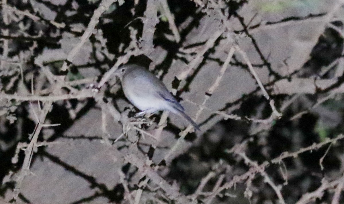 Eastern Olivaceous Warbler - ML644363858