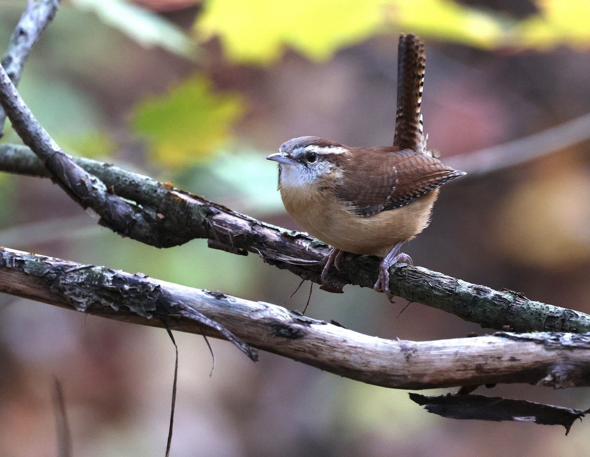 Carolina Wren - ML644363861