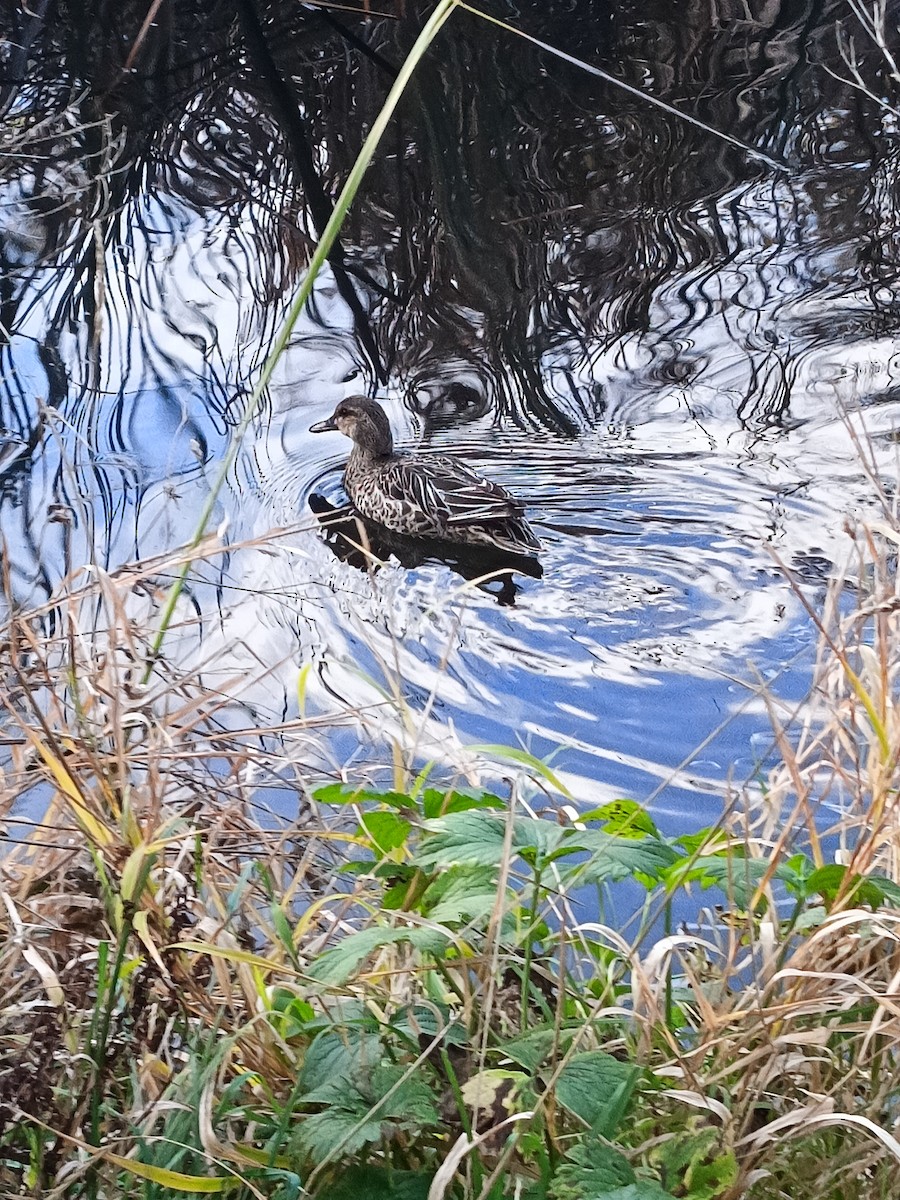 Garganey - ML644363864