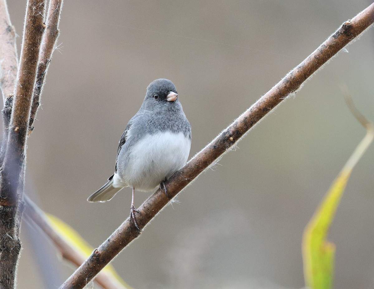 Dark-eyed Junco - ML644363874