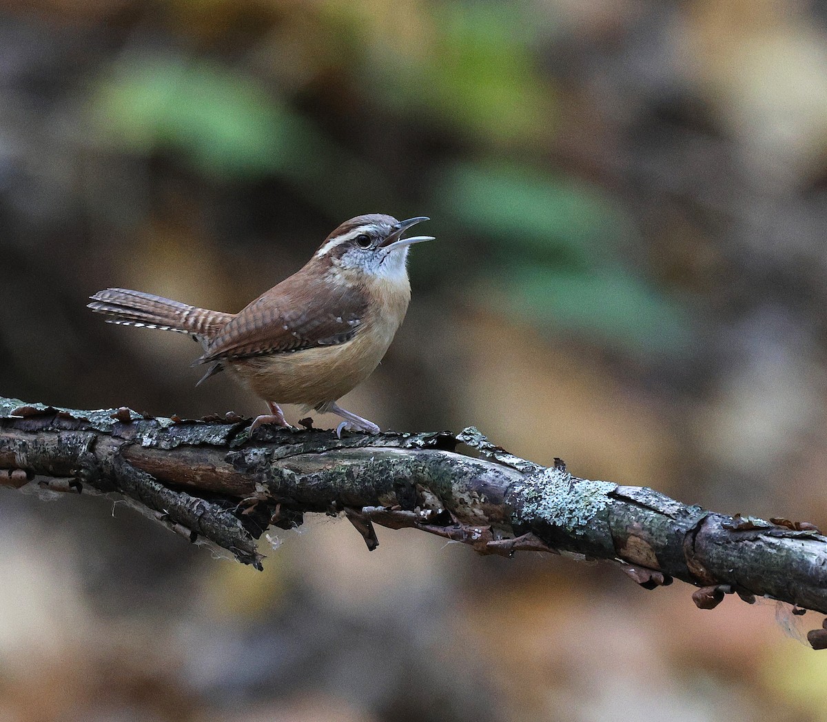 Carolina Wren - ML644363882