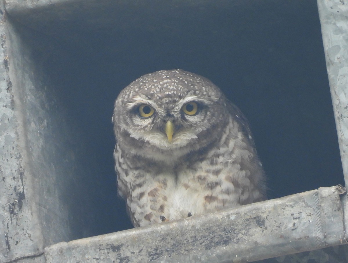 tempelugle - ML644363883