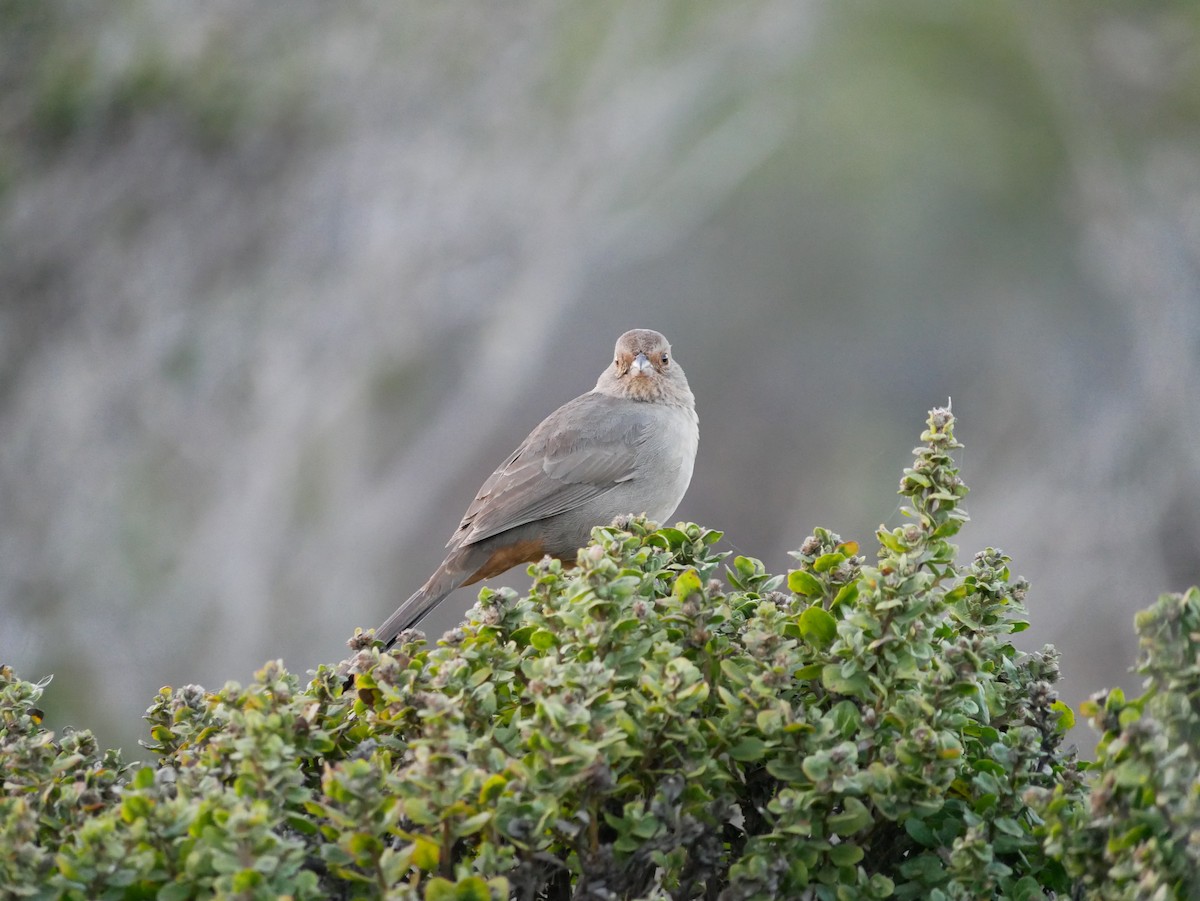 California Towhee - ML644363888