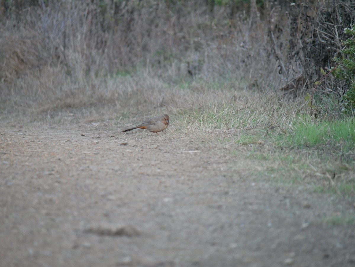 California Towhee - ML644363889