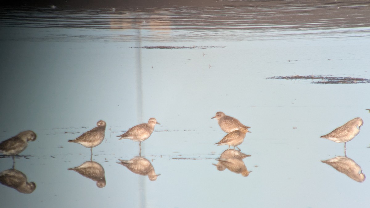 太平洋金斑鴴 - ML644363899