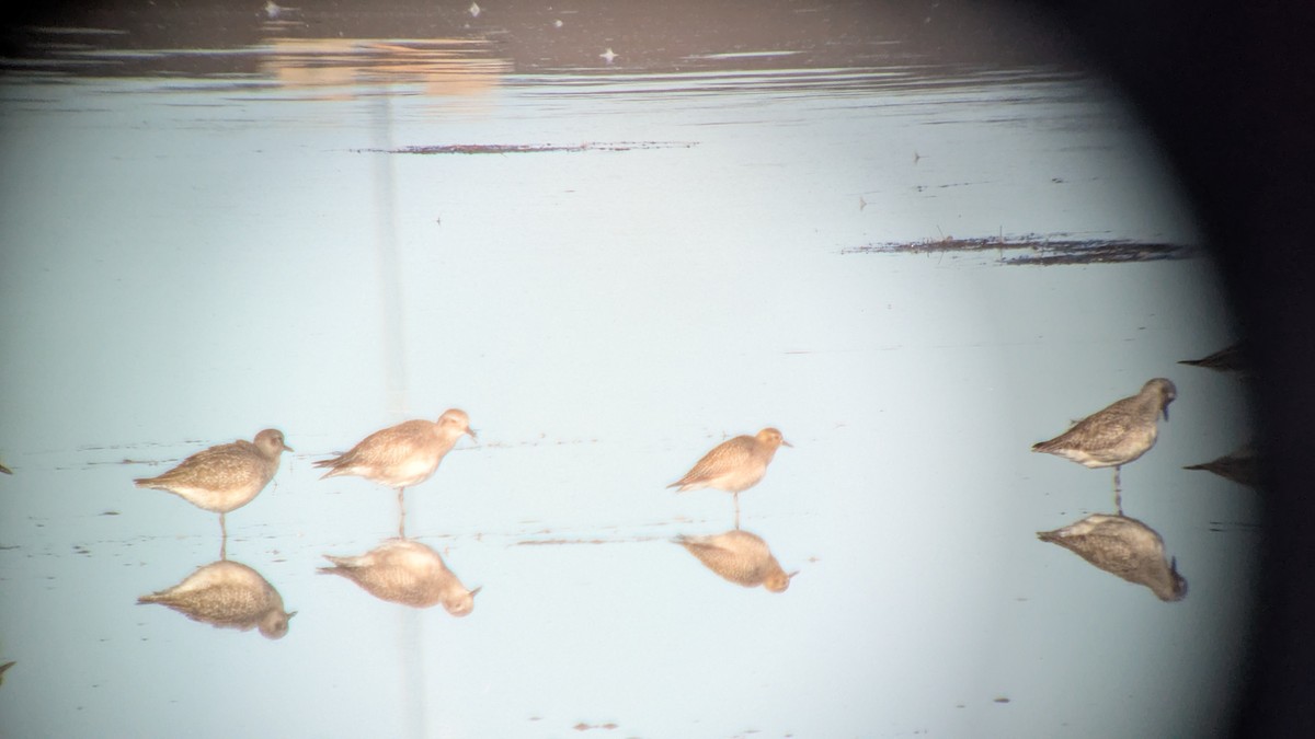 太平洋金斑鴴 - ML644363900