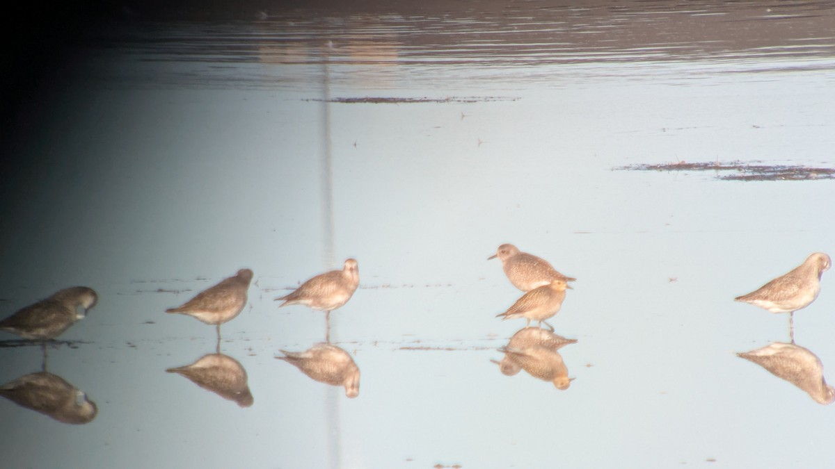 太平洋金斑鴴 - ML644363901