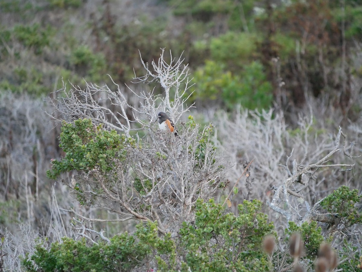 Spotted Towhee - ML644363902
