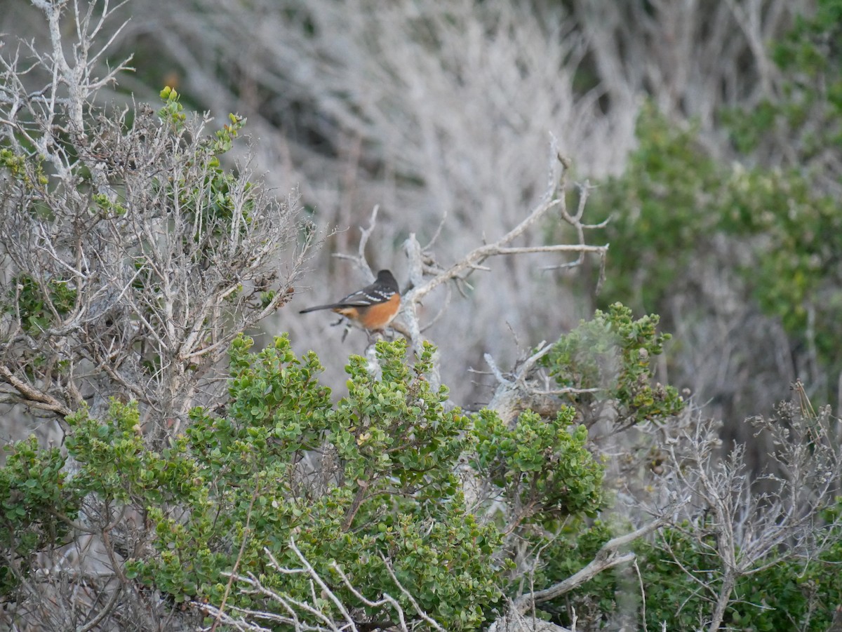 Spotted Towhee - ML644363903