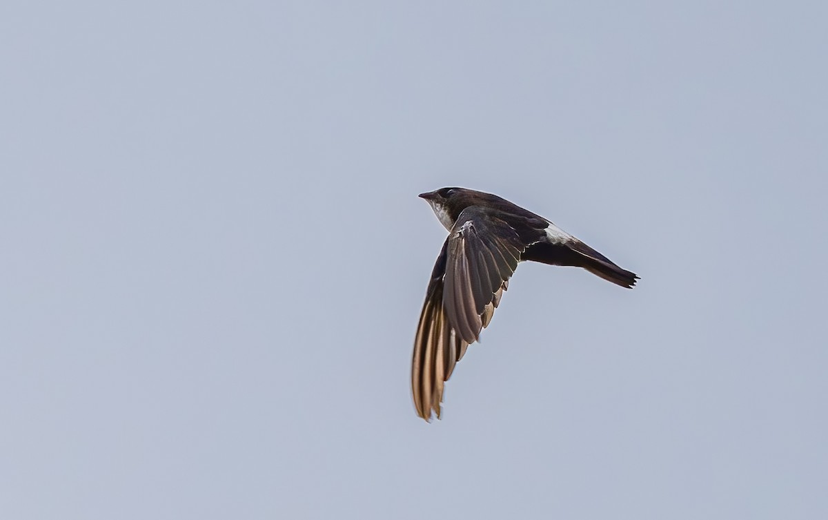 rorýs domácí - ML644363906