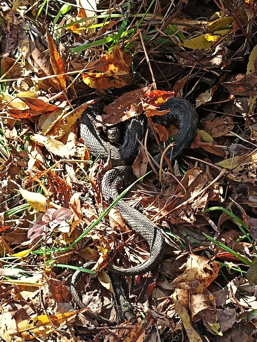 Animals - ML644363911