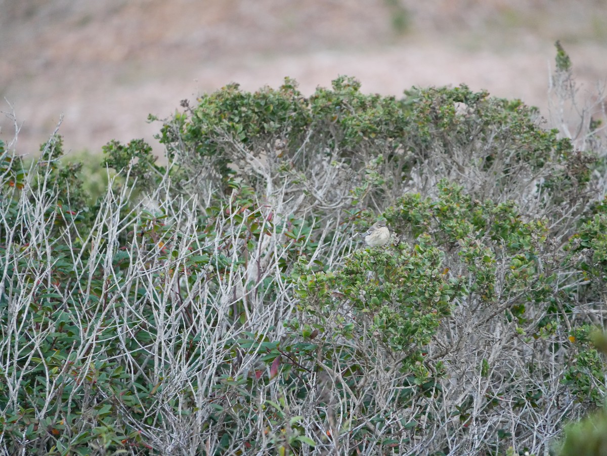 Taçlı Ötleğen - ML644363912