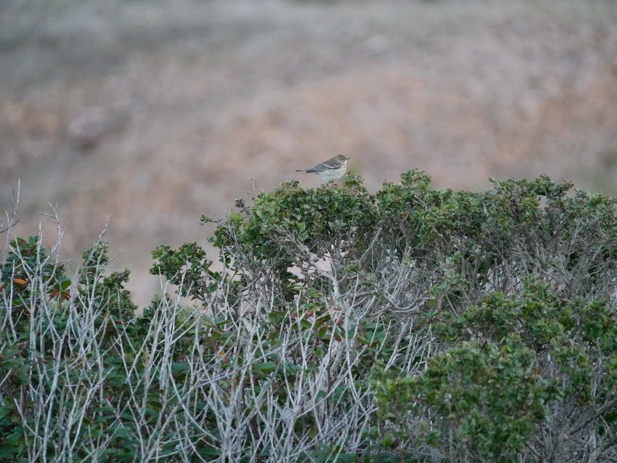 Taçlı Ötleğen - ML644363913