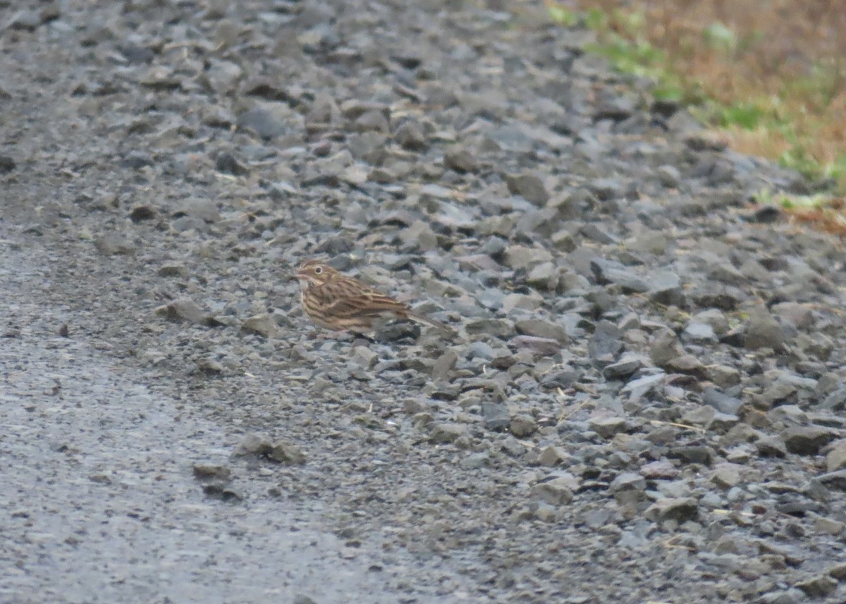 Vesper Sparrow - ML644363917