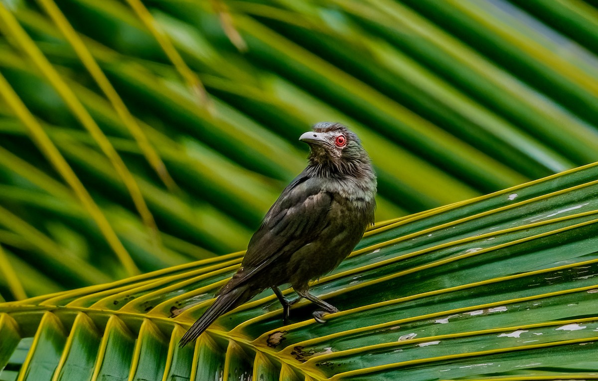 špaček rudooký - ML644363921