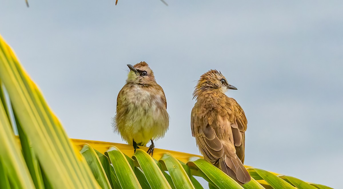 Schwarzzügelbülbül - ML644363925