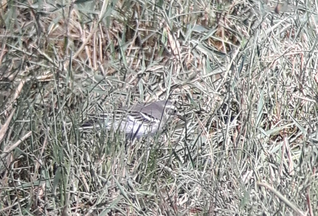 Citrine Wagtail - ML644363927