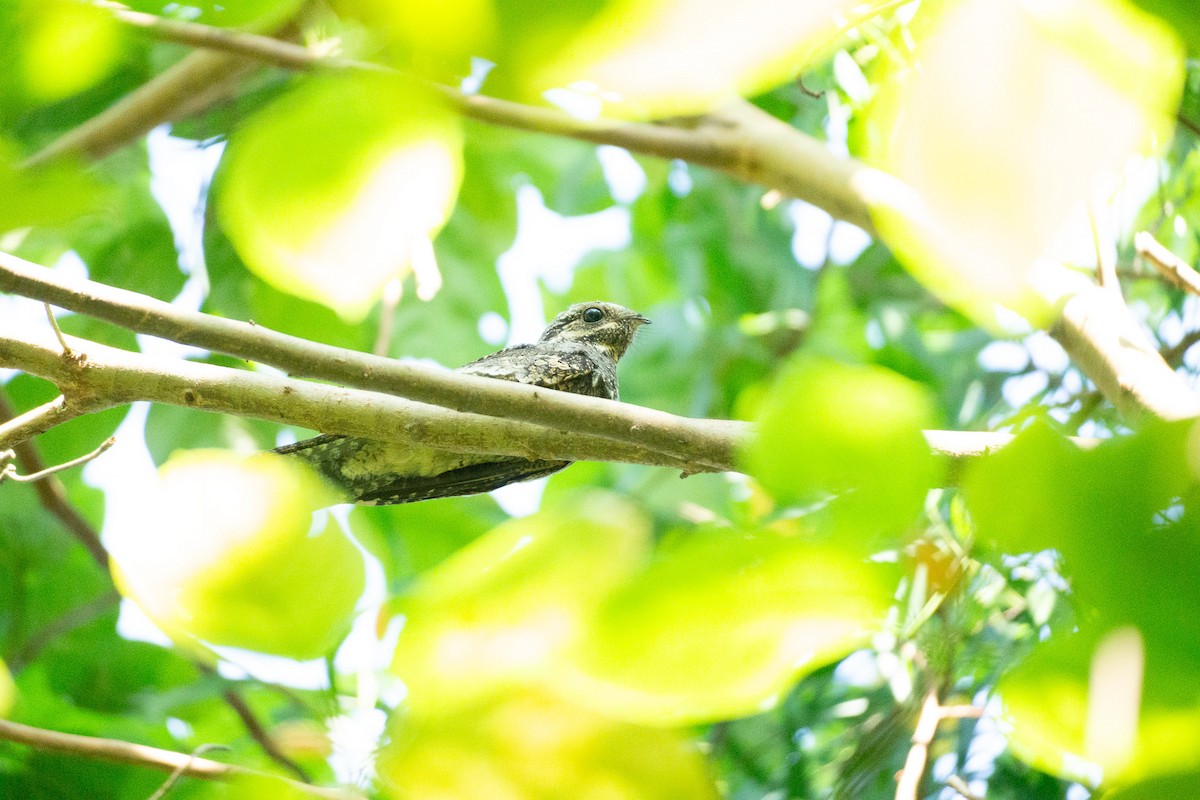 Лагс эргүүбор - ML644363932