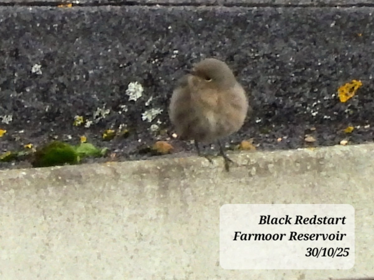 赭紅尾鴝 - ML644363933