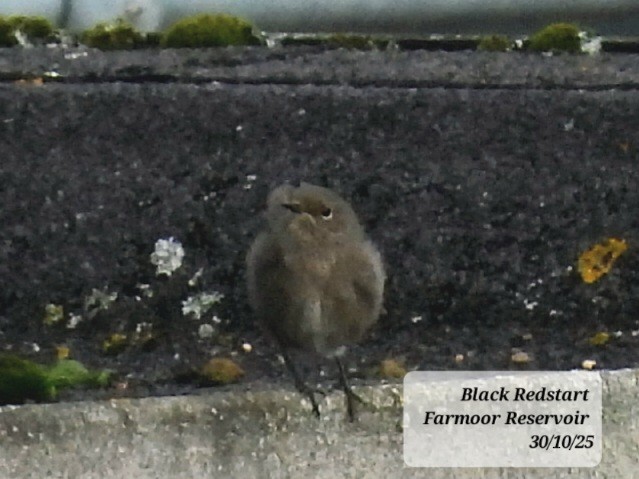 赭紅尾鴝 - ML644363934