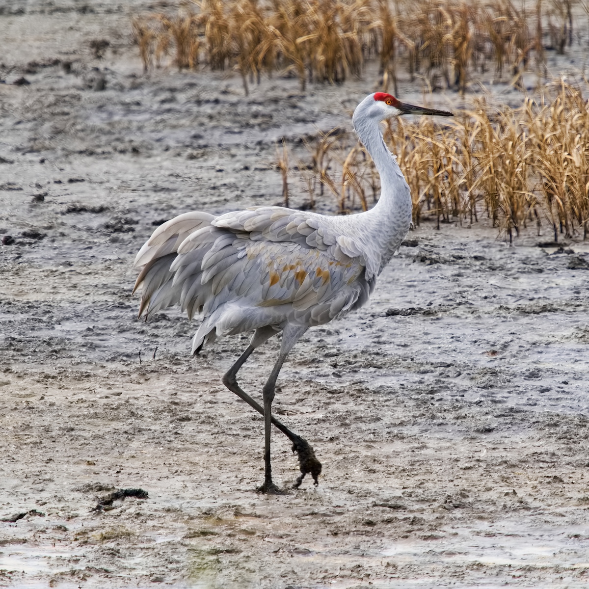 沙丘鶴 - ML644363936