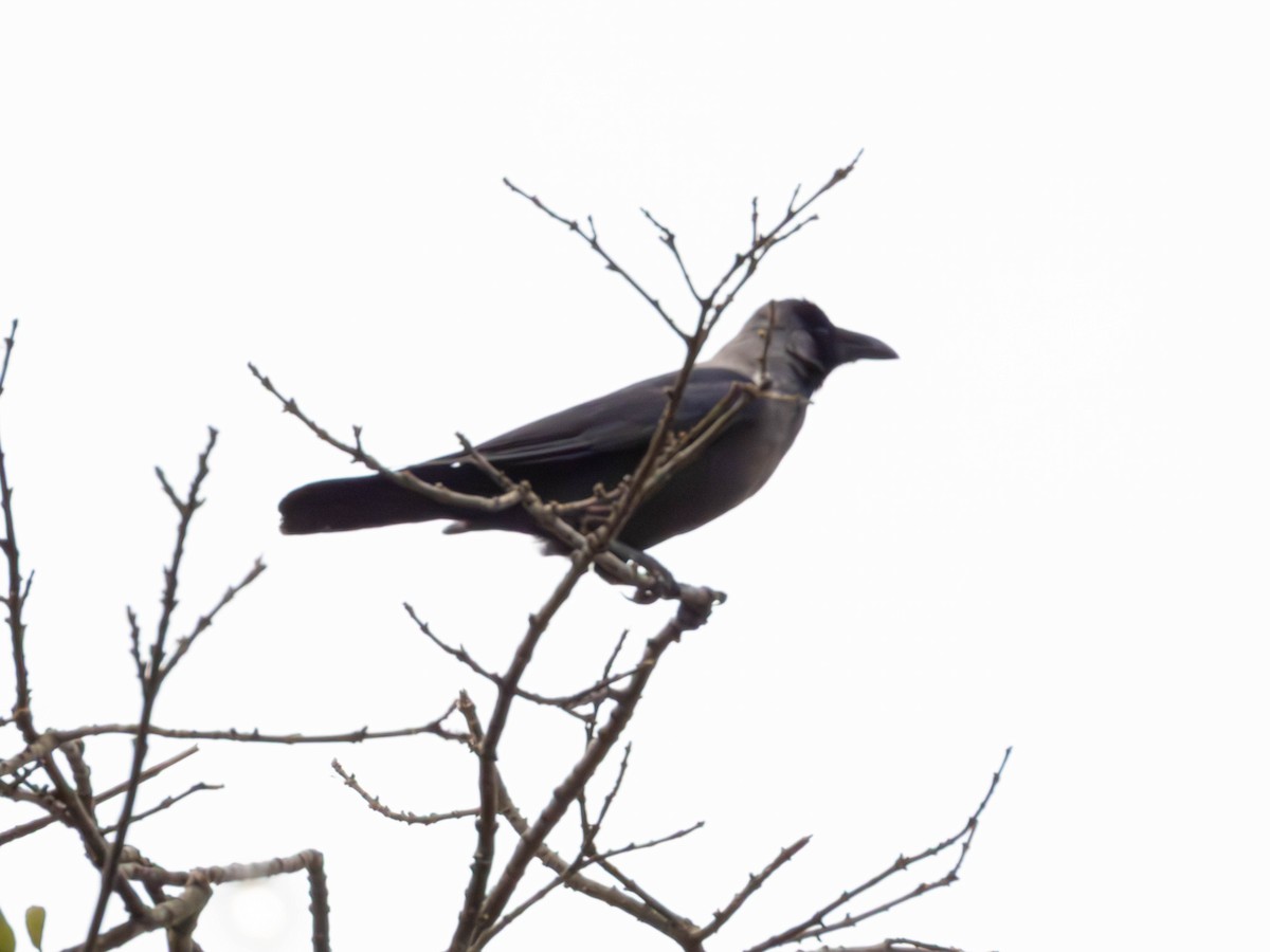 家烏鴉 - ML644363937