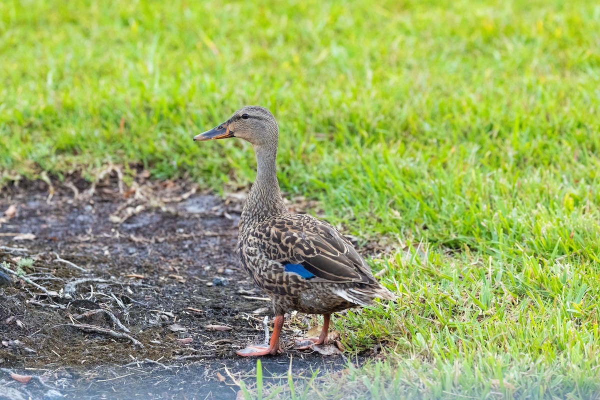Mottled Duck (Florida) - ML644363941
