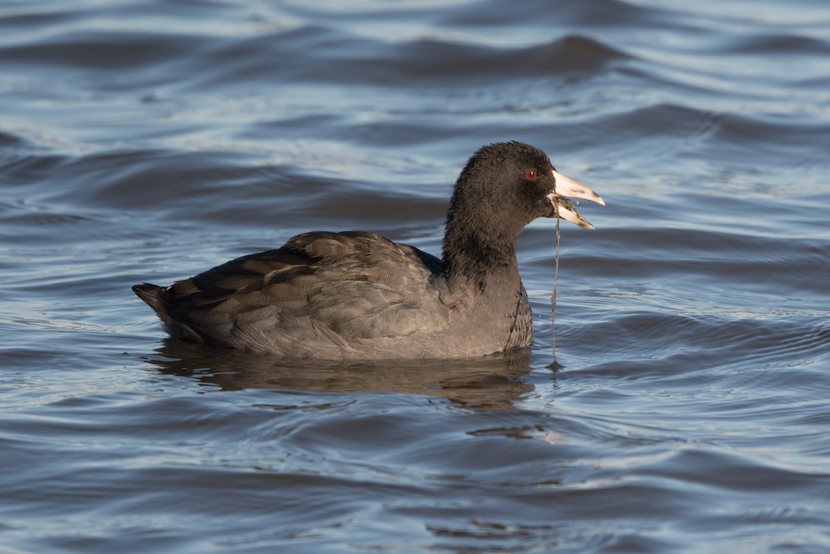 American Coot - ML644363943