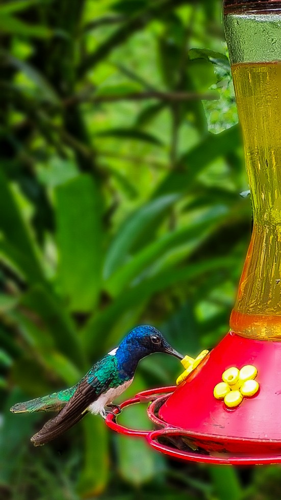 White-necked Jacobin - ML644363944