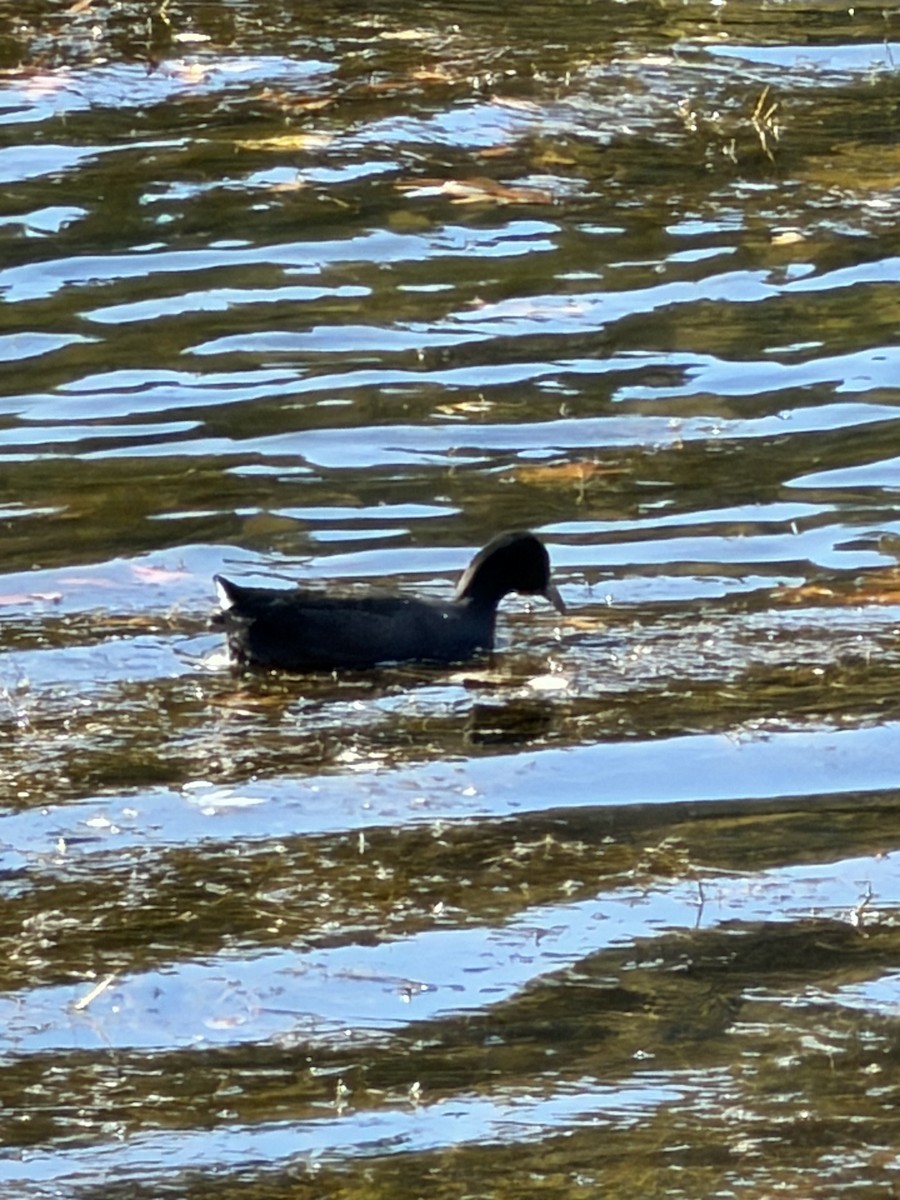 American Coot - ML644363946